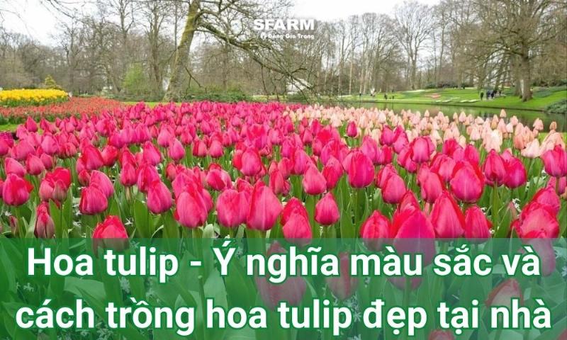 Gợi ý vị trí đặt bình hoa tulip trắng trong nhà để làm đẹp không gian
